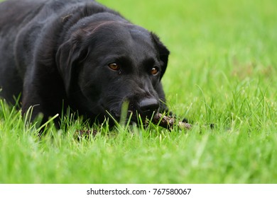 Low angle view of a cute black Labrador lying on the grass while chewing a stick