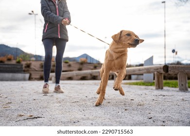 Low angle view of a cute golden labrador puppy pulling her owner on a leash. 