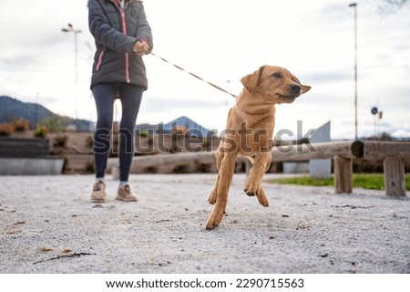 Low angle view of a cute golden labrador puppy pulling her owner on a leash. 