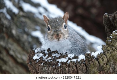 A low angle view of a cute grey squirrel peeking out from a snow-covered tree in winter. 