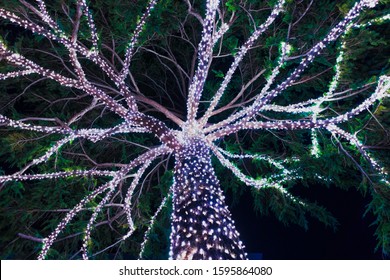Low angle view of Cypress tree adorned with bright lights during the winter holidays; night view