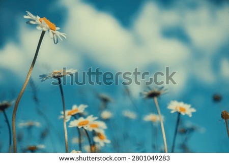 Low angle view of daisy flowers against blue sky, vintage summer background