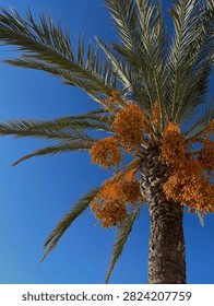 Low angle view of a date palm tree laden with clusters of ripe orange fruits against a clear blue sky.