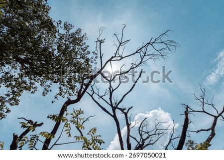 Low angle view of a dead tree silhouette and a living green tree. The sun shines in a blue sky. Concept of life and death, contrast, or change.