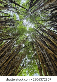 Low Angle View Of Dense Green Bamboo Forest Canopy