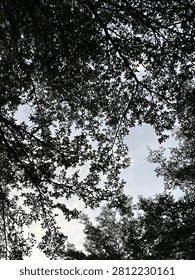 Low angle view of dense green tree branches and leaves silhouetted against a bright, cloudy sky.
