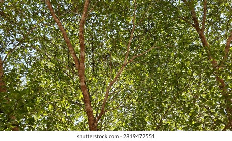 Low angle view of dense green tree canopy with intricate branches spreading across the bright sky. Beautiful natural background texture.