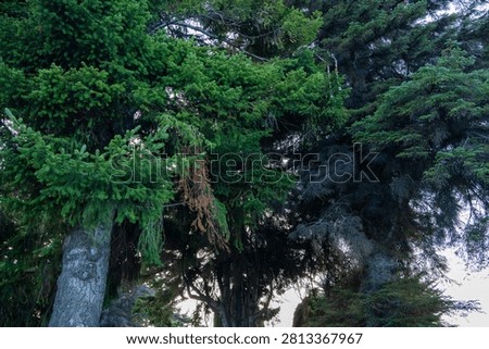 Low angle view of dense green pine tree branches and dark canopy