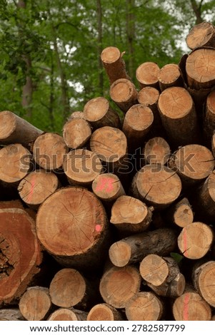 Low angle view of dense log stack with many round ends facing camera, strong texture and repetition, overstory trees framing scene, mood feels robust
