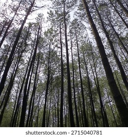 A low angle view of a dense pine forest with tall, slender treetrunks rising upward toward a bright sky.
