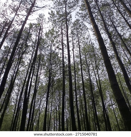 A low angle view of a dense pine forest with tall, slender treetrunks rising upward toward a bright sky.