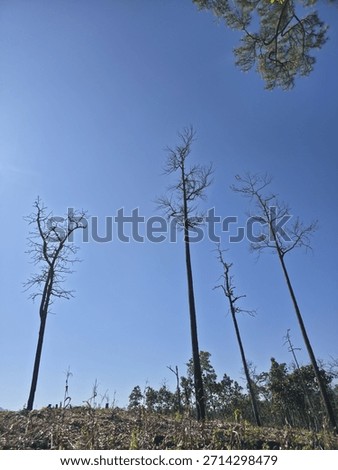Low angle view of desolate forest landscape. Stark, burnt tree trunks stand tall against clear blue sky, somber scene of environmental damage in nature