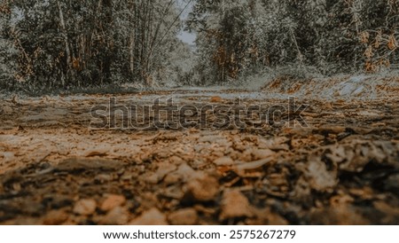A low angle view of a dirt path in a dense forest, with sunlight filtering through the trees.