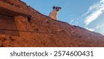 low angle view of a dog on the roof of a stone and clay house in the village Dechra Hamra, the town of El Kantara. Biskra. Algeria