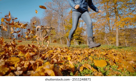 LOW ANGLE VIEW: Doggo eagerly runs with a stick in its mouth by the side of a running woman in an autumn park, surrounded by a carpet of fallen leaves. Pure joy and activity in beautiful fall setting.