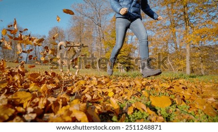 LOW ANGLE VIEW: Doggo eagerly runs with a stick in its mouth by the side of a running woman in an autumn park, surrounded by a carpet of fallen leaves. Pure joy and activity in beautiful fall setting.