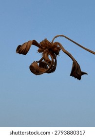 Low angle view of a dry, withered brown flower pod against a clear blue sky background.