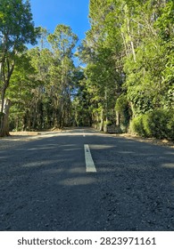 Low angle view of an empty asphalt road marked with a white line, stretching through a lush green pine forest under a clear blue sky.