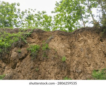 Low angle view of an eroded brown dirt cliff with exposed tree roots and green trees growing on top against a bright sky