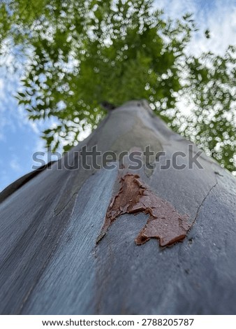 Low angle view of a eucalyptus tree trunk with unique peeling bark texture looking up to the green leaf canopy and blue sky
