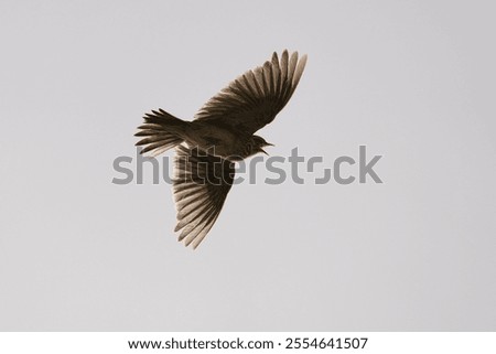 A low angle view of a Eurasian skylark bird mid flight