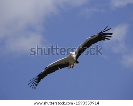 Similar – Image, Stock Photo Stork in flight Animal