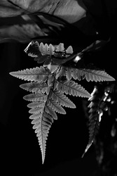 Low Angle View Of Fern Leaves.
Silver Fern Leaf In Black And White
