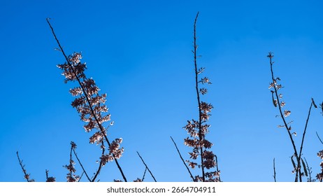 Low angle view of flowering trees against blue sky