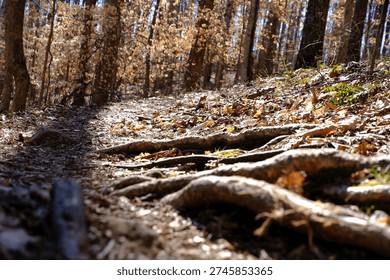 Low angle view of forest floor in autumn woods, warm natural light, depth of field perspective.