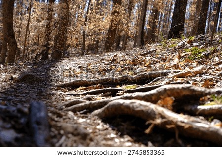 Low angle view of forest floor in autumn woods, warm natural light, depth of field perspective.