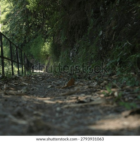 Low angle view of forest pathway with black metal railing, dry leaves on ground, and mossy cliff wall. Tropical jungle trail, nature path, adventure, outdoor, green environment, sunlight.