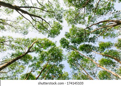 Low angle view of the forest to the sky
