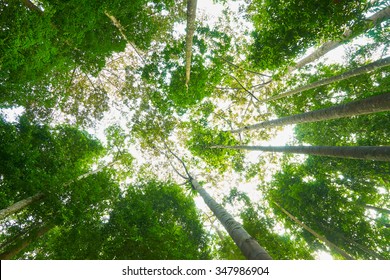 Low angle view of the forest to the sky - Powered by Shutterstock