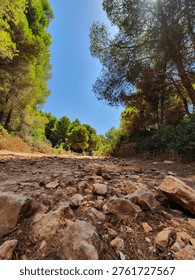 Low Angle View of Forest Trail with Stones and Green Trees
