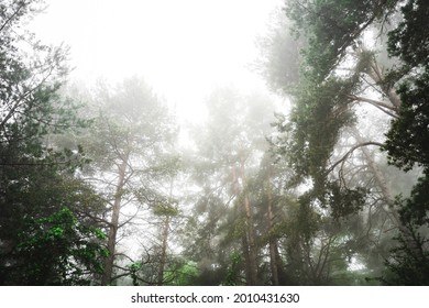 Low angle view of a forest trees with dense fog - Powered by Shutterstock