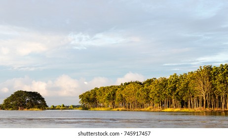 Low Angle View Of Forest Trees In A Garden, Which Grows On The Shores Of The Lagoon.