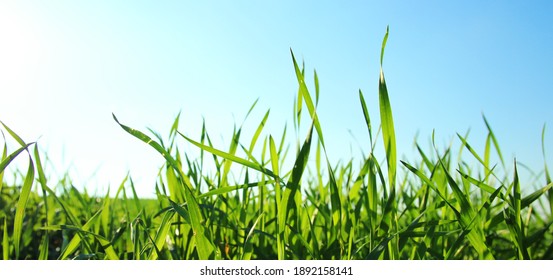 low angle view of fresh grass against blue sky with clouds. freedom and renewal concept - Powered by Shutterstock