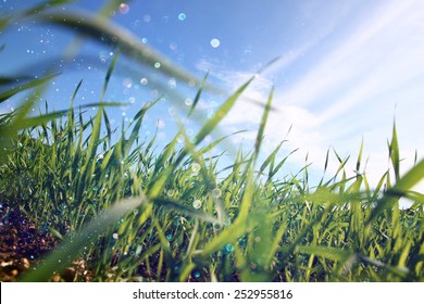 low angle view of fresh grass against blue sky with clouds. freedom and renewal concept with glitter bokeh lights - Powered by Shutterstock