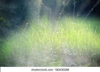 low angle view of fresh grass against sunlight. abstract