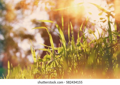 low angle view of fresh grass against sunlight. abstract