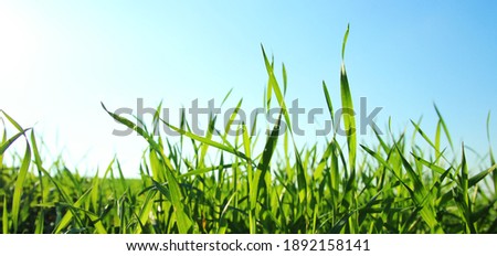 low angle view of fresh grass against blue sky with clouds. freedom and renewal concept