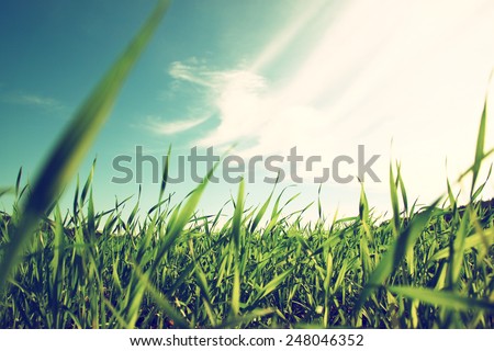 low angle view of fresh grass against blue sky with clouds. freedom and renewal concept
