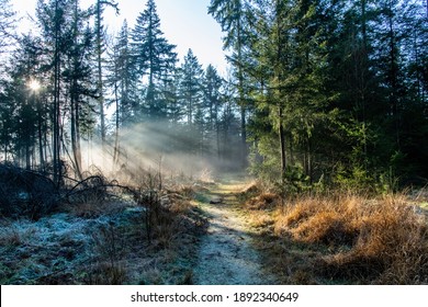 Low angle view of the frosted forest floor and footpath with as a backdrop sunlight and rays shining through the trees covered in winter morning mist - Powered by Shutterstock