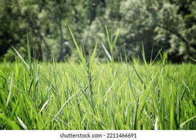 Low Angle View Of Grass 