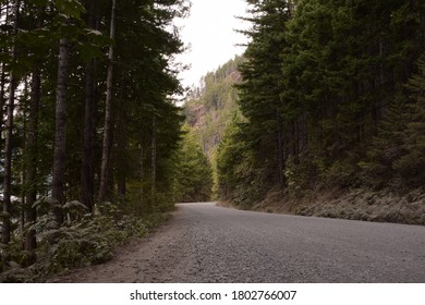 Low Angle View Of Gravel Road Winding Through Large Forest 