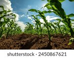 Low angle view of green corn stalks growing in an agricultural farm field with a clear sky