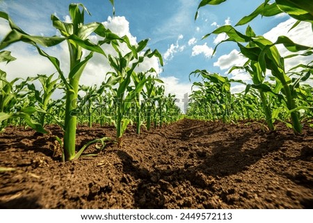 Low angle view of green corn stalks growing in an agricultural farm field with a clear sky