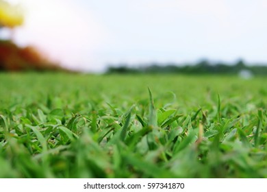 Low Angle View Of Green Grass Field Nature Sky Background