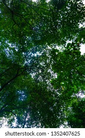 Low angle view of green leaf trees