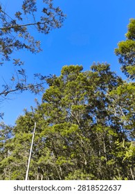 Low angle view of green pine trees canopy against vibrant clear blue sky on a sunny day